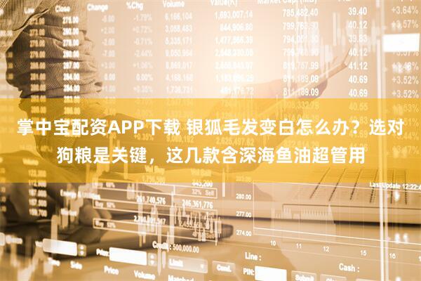 掌中宝配资APP下载 银狐毛发变白怎么办？选对狗粮是关键，这几款含深海鱼油超管用